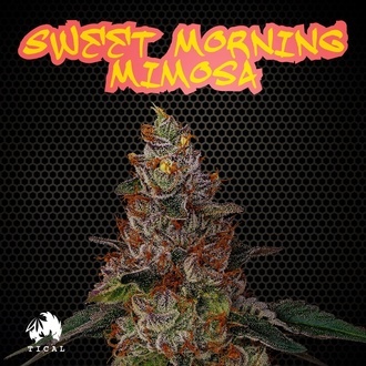 Sweet Morning Mimosa (TICAL) feminisiert