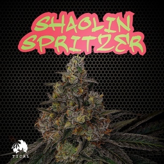 Shaolin Spritzer (TICAL) feminisiert