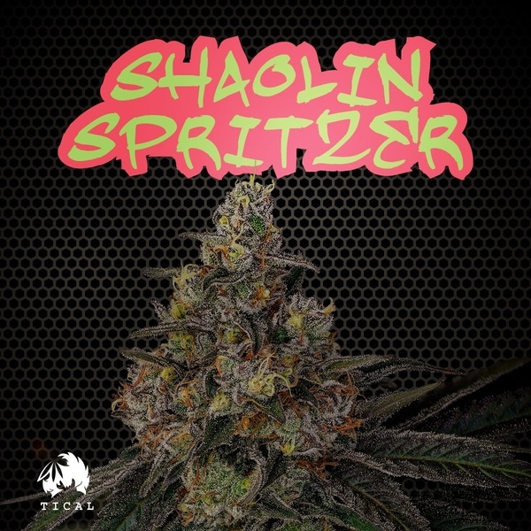 Shaolin Spritzer (TICAL) feminisiert