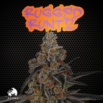 Rugged Runtz (TICAL) feminisiert