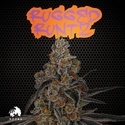 Rugged Runtz (TICAL) feminisiert