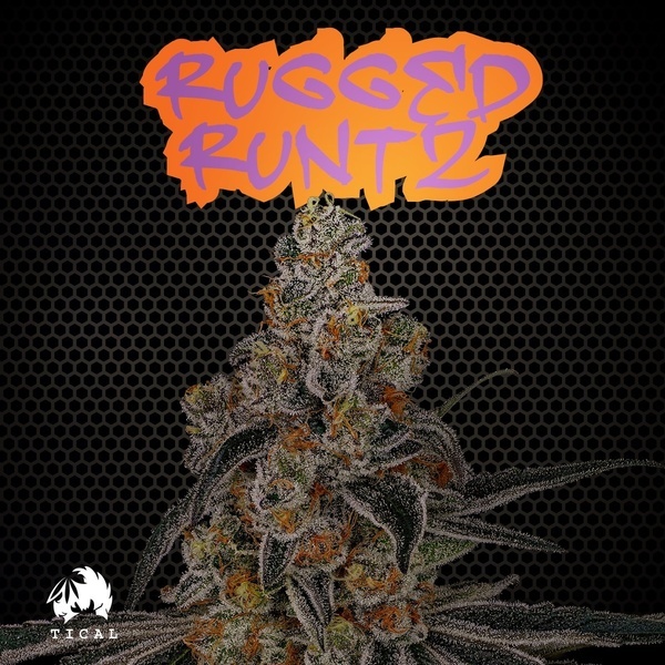 Rugged Runtz (TICAL) feminisiert