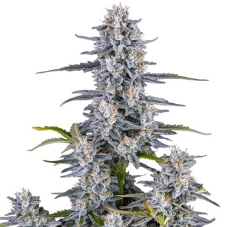 Super Boof Auto (FastBuds) feminisiert