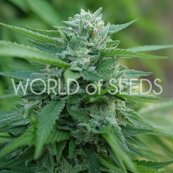 Mongolia THC Free (World of Seeds) feminisiert