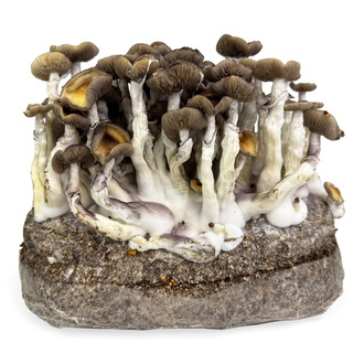 Zamnesia Ready-2-Grow Bag Golden Teacher