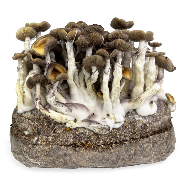 Zamnesia Ready-2-Grow Bag Golden Teacher