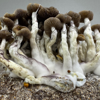 Zamnesia Ready-2-Grow Bag Golden Teacher