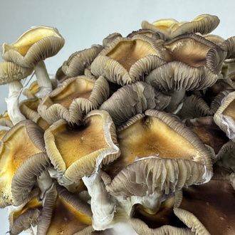 Zamnesia Ready-2-Grow Bag Golden Teacher