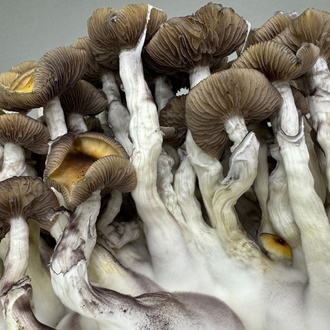 Zamnesia Ready-2-Grow Bag Golden Teacher