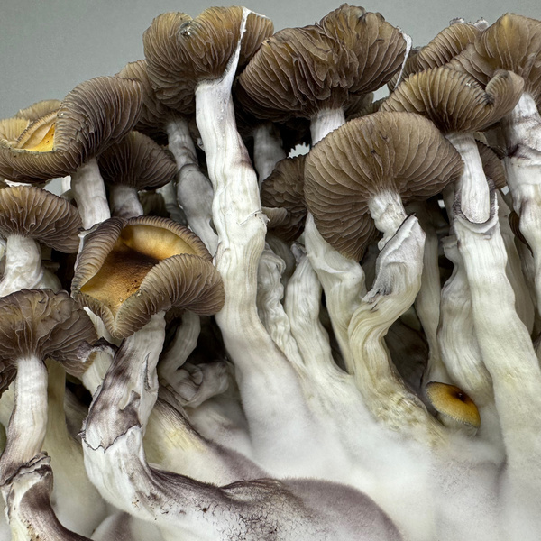 Zamnesia Ready-2-Grow Bag Golden Teacher