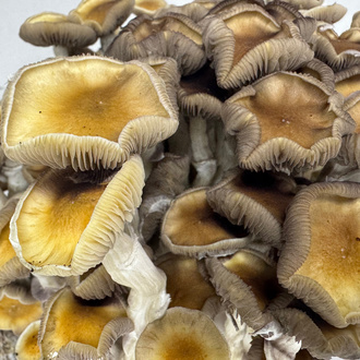 Zamnesia Ready-2-Grow Bag Golden Teacher