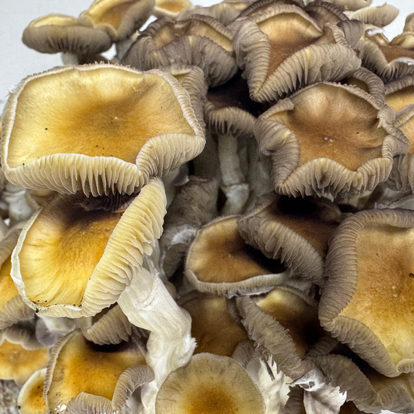 Zamnesia Ready-2-Grow Bag Golden Teacher