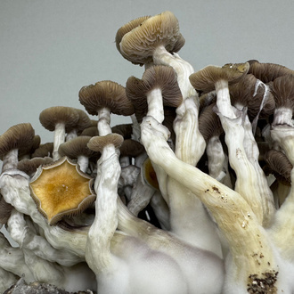 Zamnesia Ready-2-Grow Bag Golden Teacher