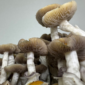 Zamnesia Ready-2-Grow Bag Golden Teacher