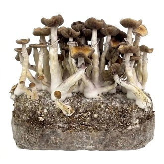 Zamnesia Ready-2-Grow Bag Golden Teacher