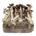 Zamnesia Ready-2-Grow Bag Golden Teacher
