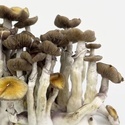 Zamnesia Ready-2-Grow Bag Golden Teacher