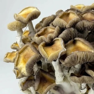 Zamnesia Ready-2-Grow Bag Golden Teacher