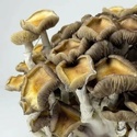 Zamnesia Ready-2-Grow Bag Golden Teacher