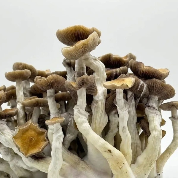 Zamnesia Ready-2-Grow Bag Golden Teacher