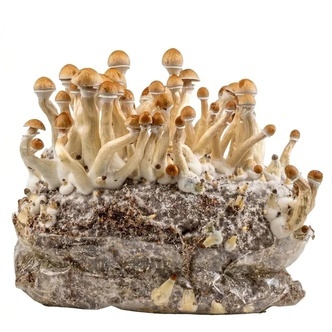 Zamnesia Ready-2-Grow Bag Golden Teacher