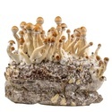 Zamnesia Ready-2-Grow Bag Golden Teacher