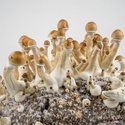Zamnesia Ready-2-Grow Bag Golden Teacher
