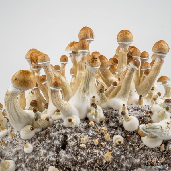 Zamnesia Ready-2-Grow Bag Golden Teacher