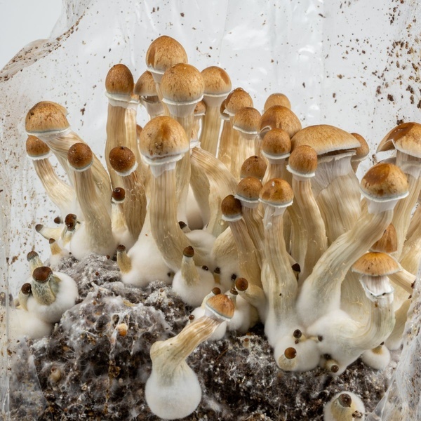 Zamnesia Ready-2-Grow Bag Golden Teacher