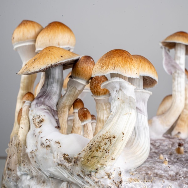 Zamnesia Ready-2-Grow Bag Golden Teacher