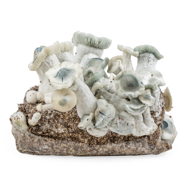 Zamnesia Ready-2-Grow Bag APE