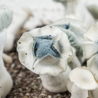 Zamnesia Ready-2-Grow Bag APE