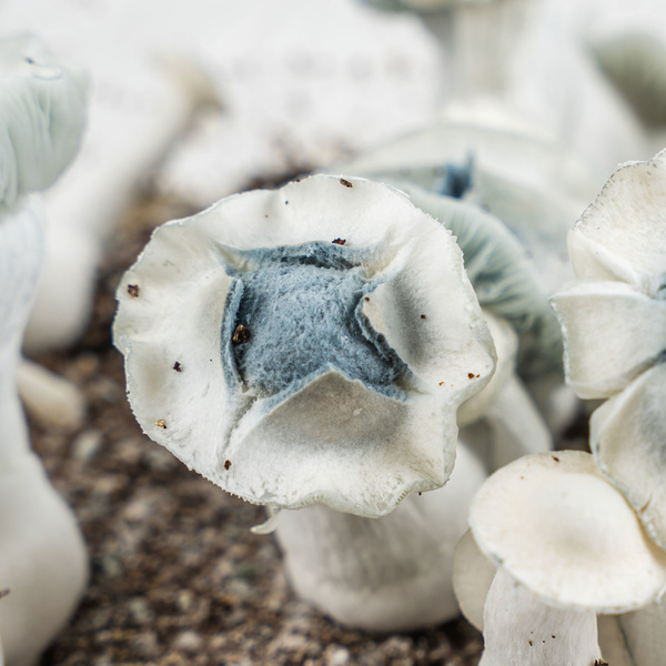 Zamnesia Ready-2-Grow Bag APE