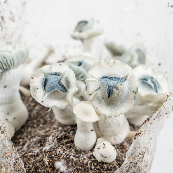 Zamnesia Ready-2-Grow Bag APE