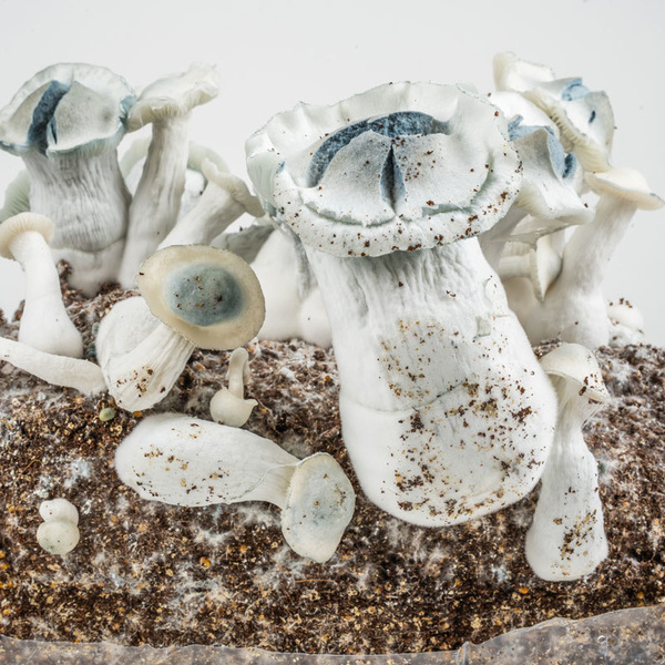 Zamnesia Ready-2-Grow Bag APE