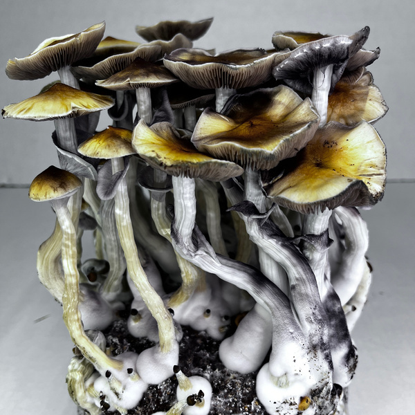 Zamnesia Ready-2-Grow Bag 'McKennaii'