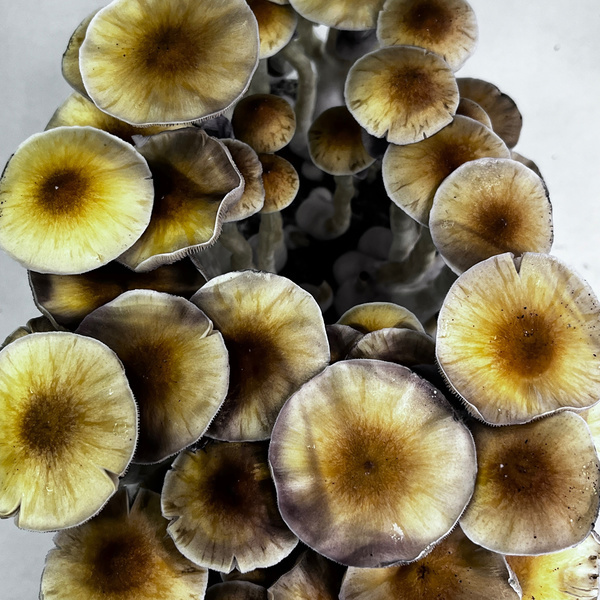 Zamnesia Ready-2-Grow Bag 'McKennaii'