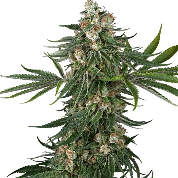 Fallout OG (White Label) feminisiert