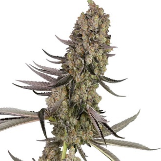 Vlad the Inhaler (White Label) feminisiert