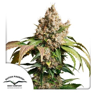 Auto Red Tropicana Cookies (Dutch Passion) feminisiert