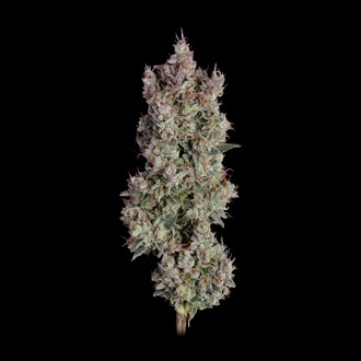 Shortcut Automatic (Happy Valley Genetics) feminisiert