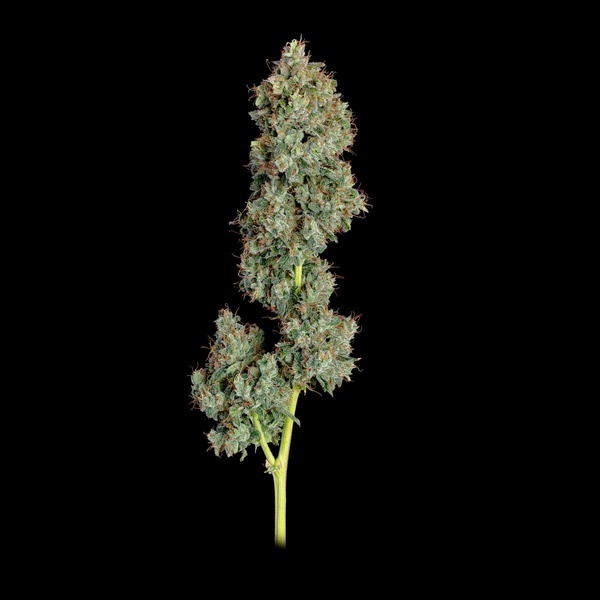 Everglades OG Automatic (Happy Valley Genetics) feminisiert