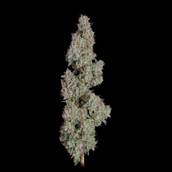 Pineapple Diesel Automatic (Happy Valley Genetics) feminisiert