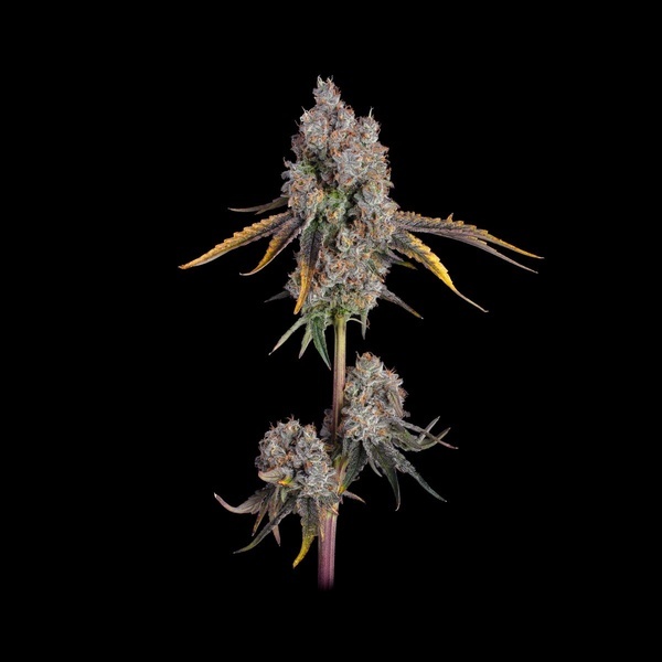 Candy Games 25 (Happy Valley Genetics) feminisiert