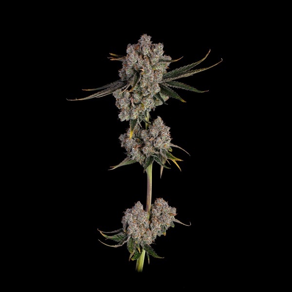 Candy Games 38 (Happy Valley Genetics) feminisiert