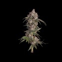 Game Over (Happy Valley Genetics) feminisiert
