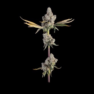 Overtime (Happy Valley Genetics) feminisiert