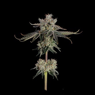Sweet 16 (Happy Valley Genetics) feminisiert