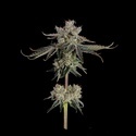 Sweet 16 (Happy Valley Genetics) feminisiert