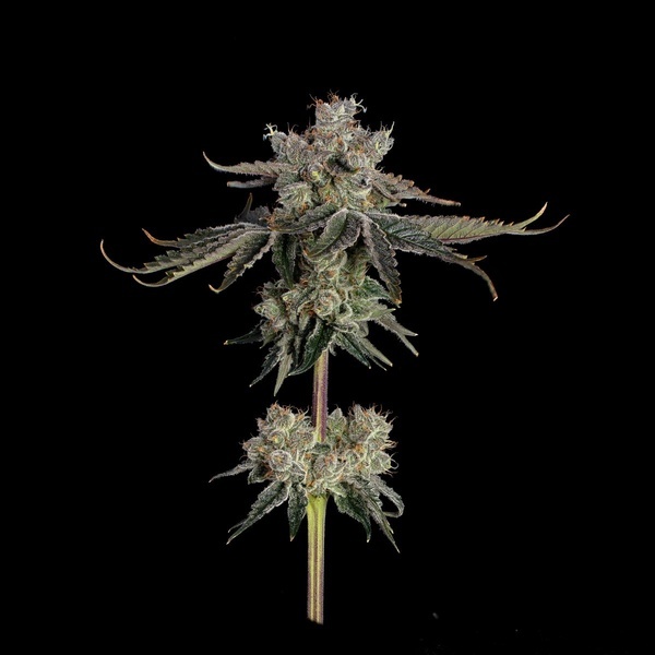 Sweet 16 (Happy Valley Genetics) feminisiert